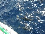 On the way back to Sharm the Dophins came back to say goodbye.